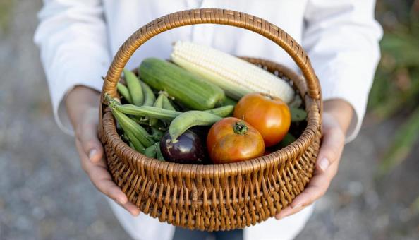 かごに入った夏野菜を持つ女性の手もと かごに入った夏野菜を持つ女性の手もとの写真