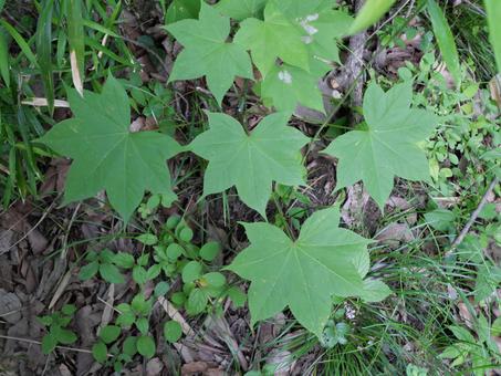 Photo, hari, leaf, plant, 