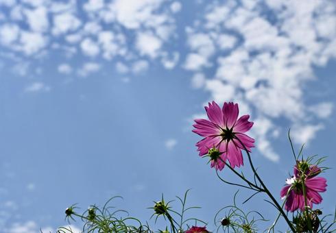 コスモスと秋の空 コスモスと秋の空の写真