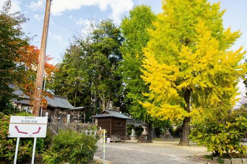 秋の多賀神社⑺ 秋,樹木,イチョウの写真素材