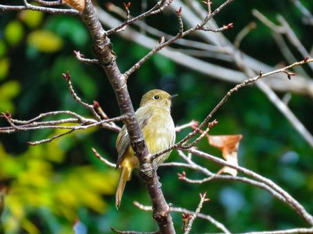 木の枝に留まるジョウビタキのメス ジョウビタキ,野鳥,動物の写真素材