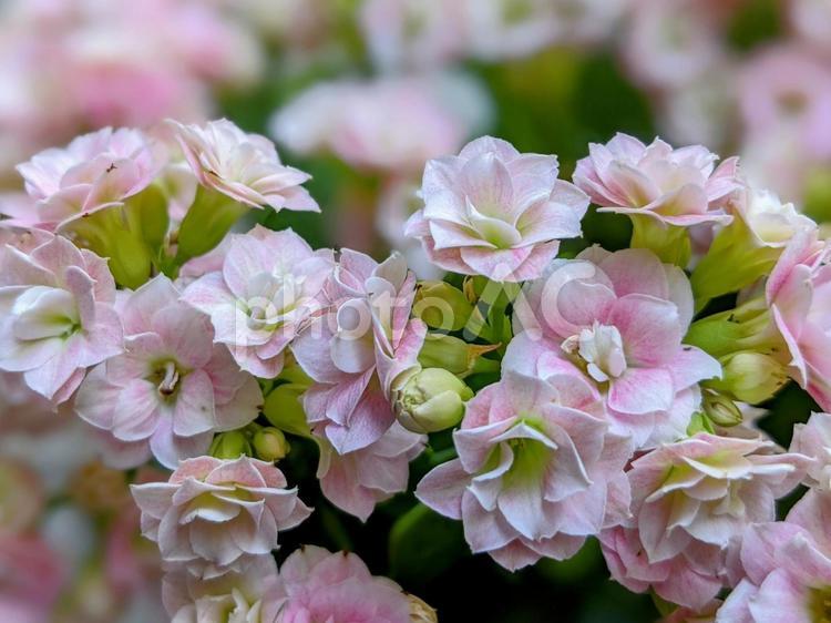 カランコエが可愛すぎるの2 カランコエ,花,ピンクの写真素材