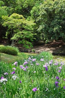 6月下旬の栗林公園の花菖蒲園 6月下旬の栗林公園の花菖蒲園の写真