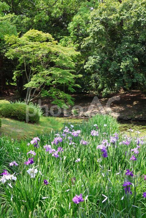 ６月下旬の栗林公園の花菖蒲園 花菖蒲,花,植物の写真素材