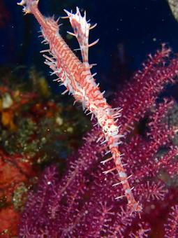 ニシキフウライウオ ニシキフウライウオ ニシキフウライウオ,ダイビング,伊豆大島の写真素材