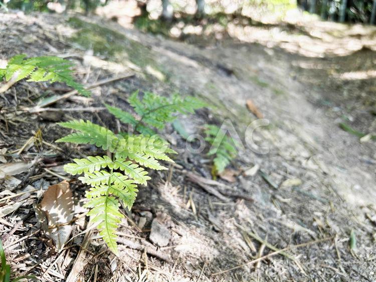 木漏れ日の中のシダ植物 シダ,葉,リーフの写真素材