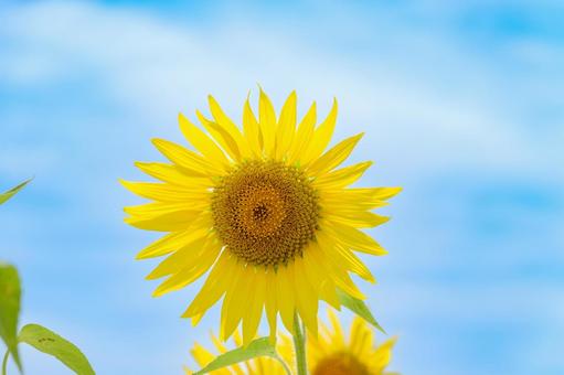 夏空に映えるひまわりの花 夏空に映えるひまわりの花 ひまわり,花,夏の写真素材