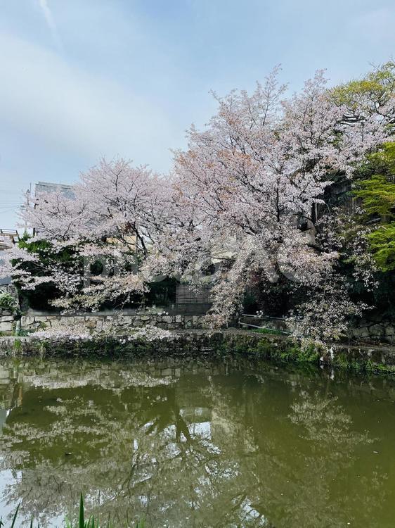 水路に咲く満開の桜 桜,眺める,絶景の写真素材