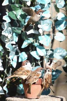 すずめ餌場群れの写真