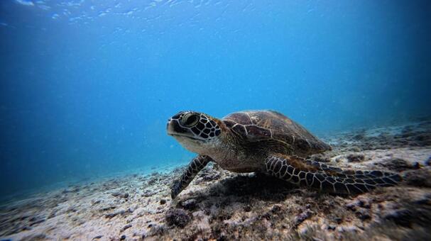 タートル 亀,タートル,宮古島の写真素材