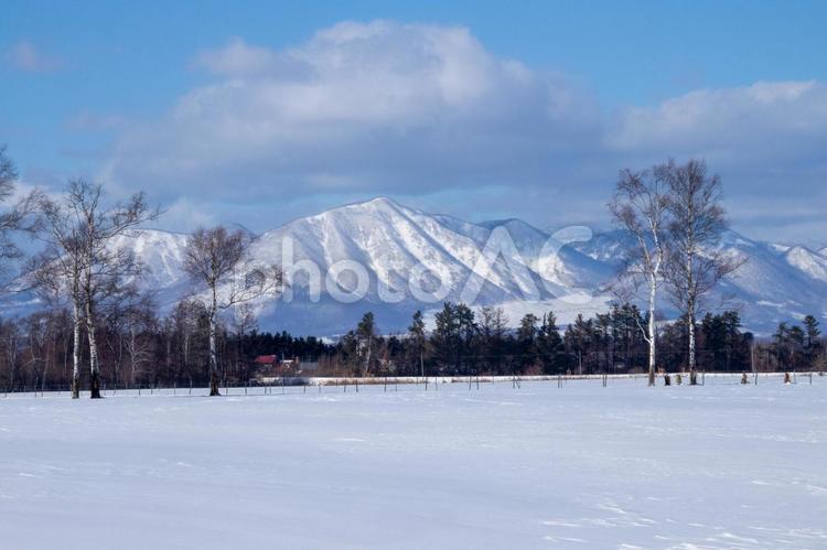 白樺の木がある冬の牧場 雪原,雪山,白樺林の写真素材