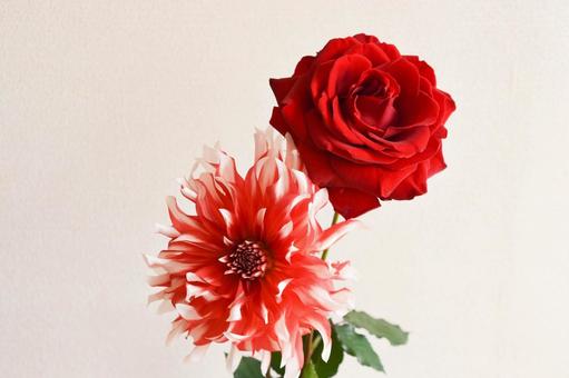 ラララとばら ラララとばら 赤いばら,赤,赤い薔薇の写真素材