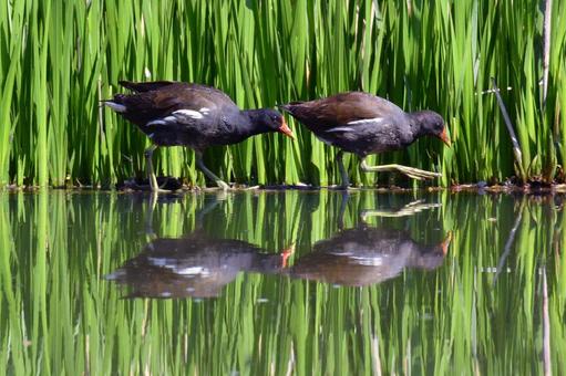 バン バン,鷭,ばんの写真素材