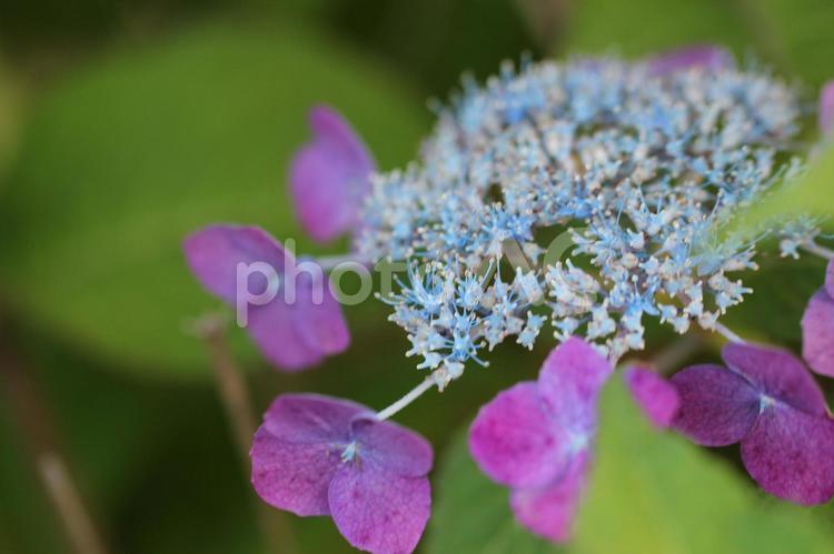 ガクアジサイ紫 あじさい,アジサイ,紫陽花の写真素材