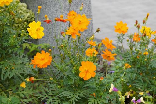 花 花,イレンジ,お花の写真素材