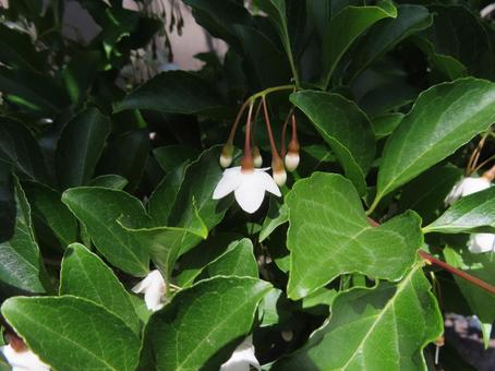 The pretty white flowers of the snowbell, JPG