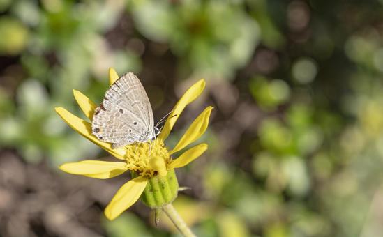 黄花に舞う小さな蝶 黄花に舞う小さな蝶 蝶,花,黄色の写真素材