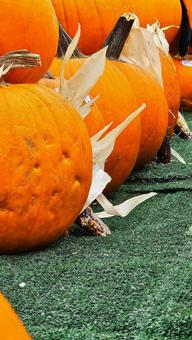 かぼちゃ かぼちゃ,ハロウィン,収穫祭の写真素材