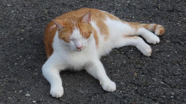 もふもふであざと可愛い茶白の眠り猫 猫,茶白猫,茶白の写真素材