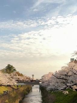桜と夕焼け 桜と夕焼けの写真