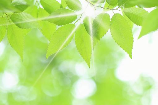 ケヤキの新緑の若葉とキラキラの木漏れ日 ケヤキの新緑の若葉とキラキラの木漏れ日 新緑,若葉,ケヤキの写真素材