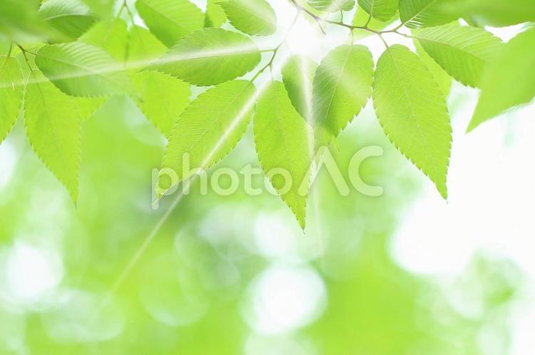 ケヤキの新緑の若葉とキラキラの木漏れ日 新緑,若葉,ケヤキの写真素材
