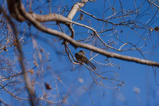 枝に止まって羽を休めるヒヨドリ ムクドリ,野鳥,鳥の写真素材