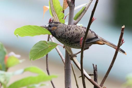 チャミミガビチョウ チャミミガビチョウ チャミミガビチョウ,野鳥,インドの写真素材