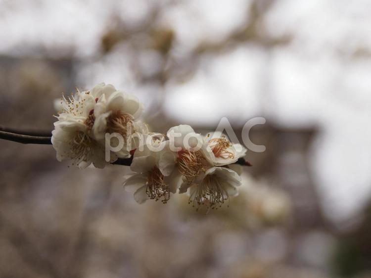 春 春,桜,花びらの写真素材