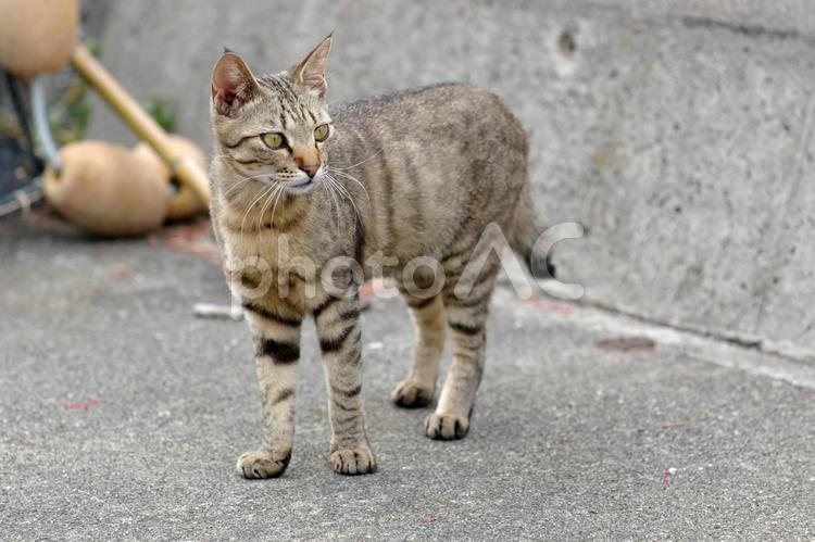 遠くを見つめる港のキジトラ猫 ネコ,野良猫,キジトラ猫の写真素材