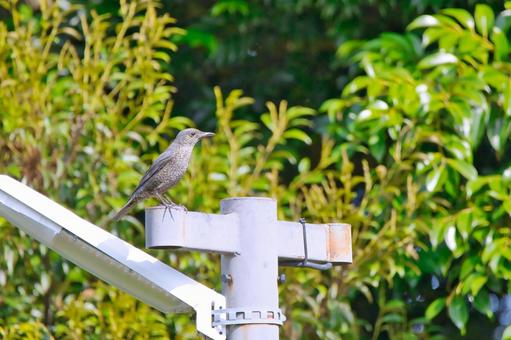 小さな鳥 小さな鳥の写真
