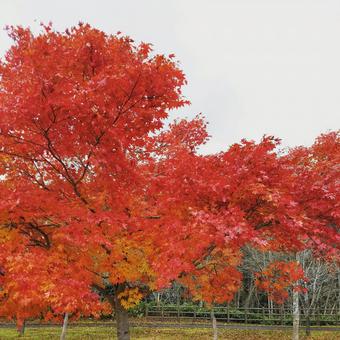 紅葉2 紅葉2の写真