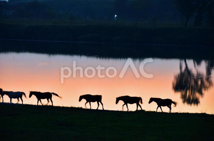 黄昏の馬たち 馬,馬の影,夕暮れの写真素材