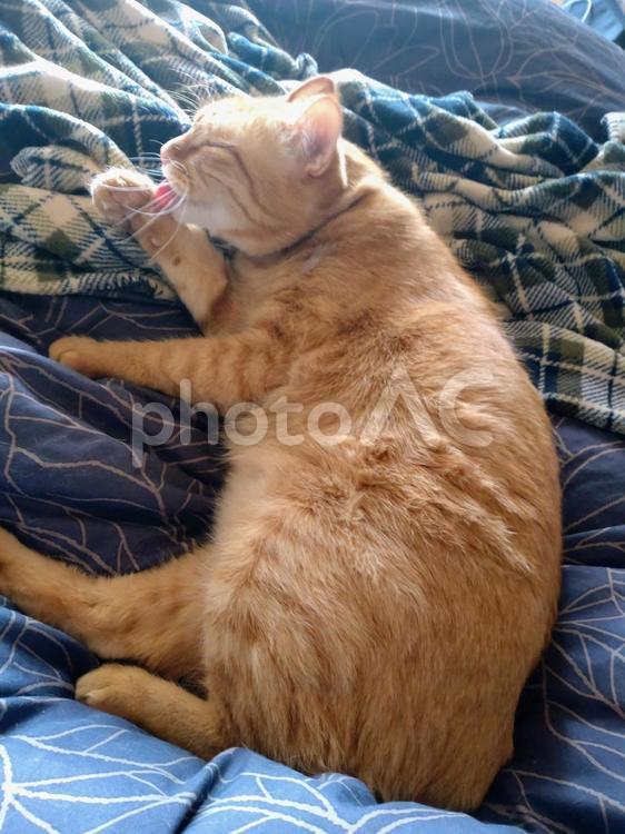 ペロペロするお猫様 生き物,猫,ペットの写真素材