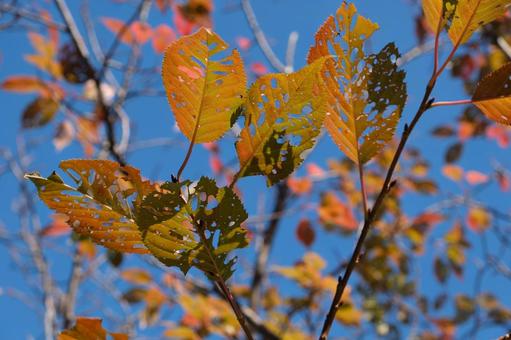虫食いの穴が開いた紅葉の葉と青空 紅葉,虫食い,葉の写真素材