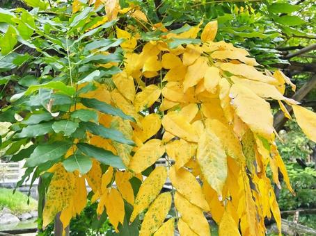 黄葉した藤の葉 花,葉,藤の写真素材
