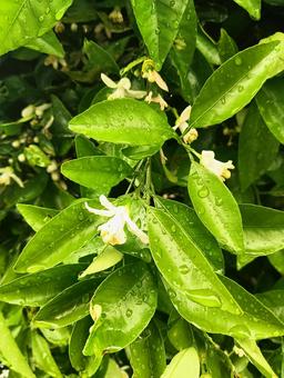 白い花 白い花の写真