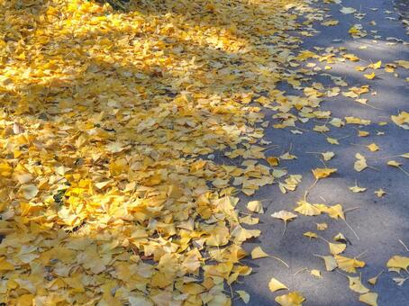 落ち葉のじゅうたん_18 落ち葉,イチョウ,黄葉の写真素材