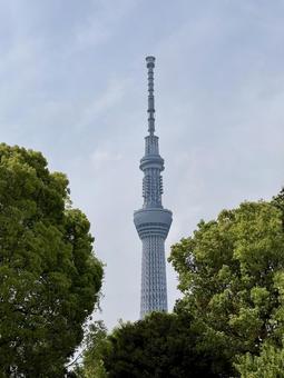 亀戸天満宮から見たスカイツリー 亀戸天満宮から見たスカイツリーの写真