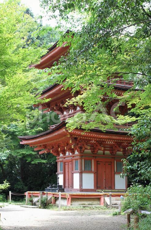 浄瑠璃寺　京都　木津 浄瑠璃寺,京都,木津の写真素材