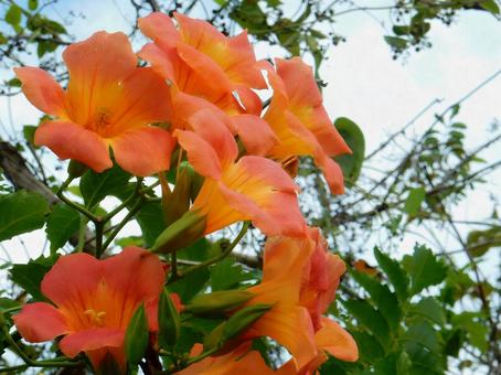 【花の写真】ノウゼンカズラ(凌霄花) 【花の写真】ノウゼンカズラ(凌霄花)の写真