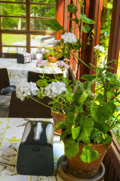 デンマークのゼラニウム ゼラニウム,花,ガーデニングの写真素材