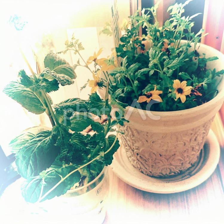 はちみつの香りの花 すりこぎ,アロマテラピー,キク科の写真素材