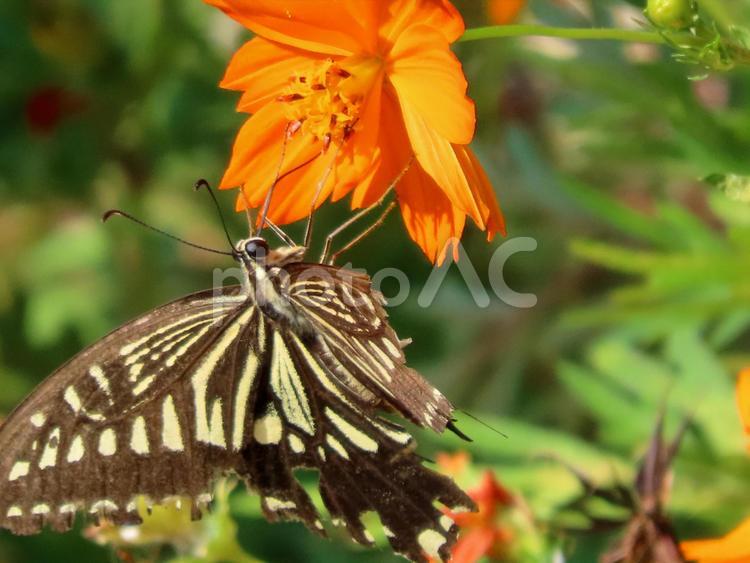 傷ついた羽のアゲハチョウとコスモス アゲハチョウ,蝶,生き物の写真素材