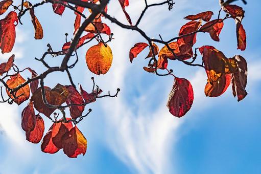 秋の公園 紅葉,秋,ハナミズキの写真素材