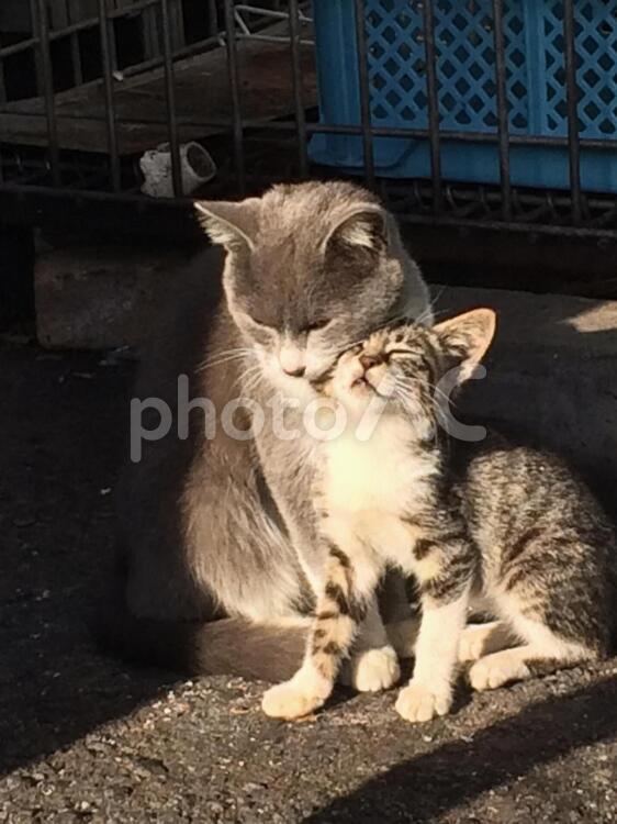 猫の親子 おかしいです,グレー,ペットの写真素材