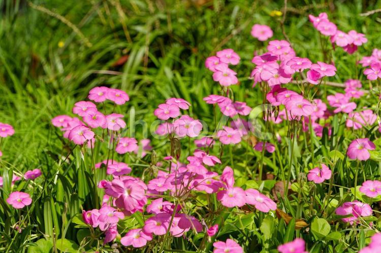 陽だまりに咲くピンクのオキザリス オキザリス,ピンク,花の写真素材