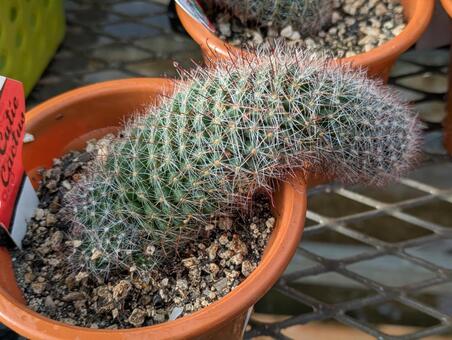 ぐったりしちゃったサボテン サボテン,植物,ガーデンの写真素材