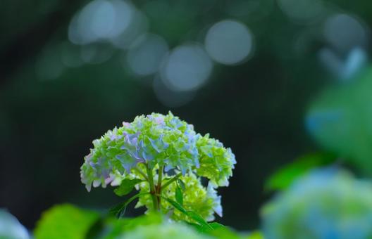 花模様₋アジサイ‐明るいイメージ 花模様₋アジサイ‐明るいイメージの写真