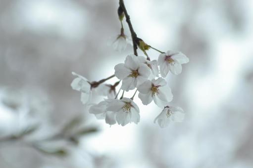 桜 桜の写真
